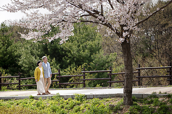 포토 JPG 주간 전신 공원 여자 할아버지 노년 남자 행복 할머니 데이트 야외 두명 옆모습 걷기 노부부 다정 봄 산책 한국인 벚꽃 60대 70대 동반자 노인만 국내포토 자연요소 부부 계절 공공시설 꽃 감정 뷰포인트 컨셉 모션 휴식 사람 동양인 성인 성인만 파일형식