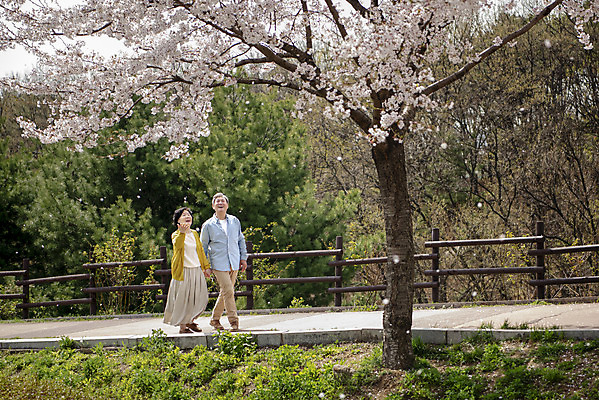 포토 JPG 주간 전신 공원 여자 할아버지 노년 남자 행복 할머니 데이트 야외 두명 옆모습 걷기 노부부 다정 봄 산책 한국인 벚꽃 60대 70대 동반자 노인만 국내포토 자연요소 부부 계절 공공시설 꽃 감정 뷰포인트 컨셉 모션 휴식 사람 동양인 성인 성인만 파일형식