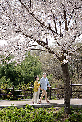 포토 JPG 주간 전신 공원 여자 할아버지 노년 남자 행복 할머니 데이트 야외 두명 옆모습 걷기 노부부 다정 봄 산책 한국인 벚꽃 60대 70대 동반자 노인만 국내포토 자연요소 부부 계절 공공시설 꽃 감정 뷰포인트 컨셉 모션 휴식 사람 동양인 성인 성인만 파일형식