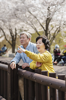 포토 JPG 주간 응시 공원 여자 할아버지 노년 남자 행복 할머니 데이트 서기 상반신 야외 두명 옆모습 노부부 다정 봄 산책 한국인 벚꽃 가리킴 60대 70대 동반자 노인만 국내포토 자연요소 부부 시선 계절 공공시설 꽃 감정 뷰포인트 컨셉 모션 휴식 사람 동양인 손짓 성인 성인만 파일형식