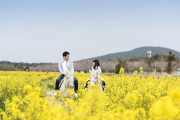 포토 JPG 주간 전신 여자 남자 딸 행복 어린이 두마리 가족 가족여행 미소 성인 야외 두명 앞모습 30대 제주도 마주보기 맑음 화목 봄 한국인 가족라이프 말_동물 체험 아빠 핵가족 즐거움 유채 봄여행 유채밭 표선면 부녀 국내포토 자연요소 라이프스타일 계절 꽃 감정 뷰포인트 여행 컨셉 2 밭 포유류 관계 모션 날씨 한국 표정 사람 동양인 장년 서귀포 파일형식