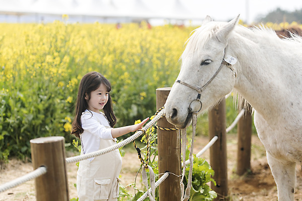 포토 JPG 주간 한마리 여자 행복 어린이 가족여행 한명 서기 상반신 야외 옆모습 제주도 맑음 화목 봄 한국인 말_동물 체험 즐거움 유채 봄여행 유채밭 표선면 소녀한명만 국내포토 자연요소 1 계절 꽃 감정 뷰포인트 여행 컨셉 밭 포유류 모션 날씨 한국 사람 동양인 서귀포 여자한명만 소녀만 파일형식