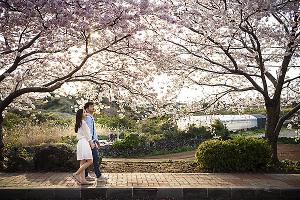 포토 JPG 주간 전신 커플 여자 남자 행복 커플라이프 여행 데이트 사랑 미소 사람 20대 성인 야외 두명 옆모습 30대 제주도 걷기 맑음 다정 봄 한국인 벚꽃 국내여행 벚꽃축제 제주도여행 성인만 국내포토 자연요소 라이프스타일 계절 꽃 감정 뷰포인트 컨셉 관계 모션 날씨 한국 표정 동양인 청년 장년 축제 꽃축제 파일형식