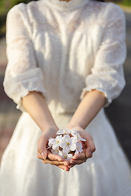 포토 JPG 주간 우먼라이프 여자 꽃잎 행복 여행 한명 서기 들기 상반신 20대 성인 야외 앞모습 제주도 맑음 봄 한국인 벚꽃 즐거움 국내여행 벚꽃축제 제주도여행 성인여자한명만 국내포토 자연요소 1 라이프스타일 계절 꽃 감정 뷰포인트 모션 날씨 한국 사람 동양인 청년 축제 꽃축제 여자한명만 성인여자만 파일형식