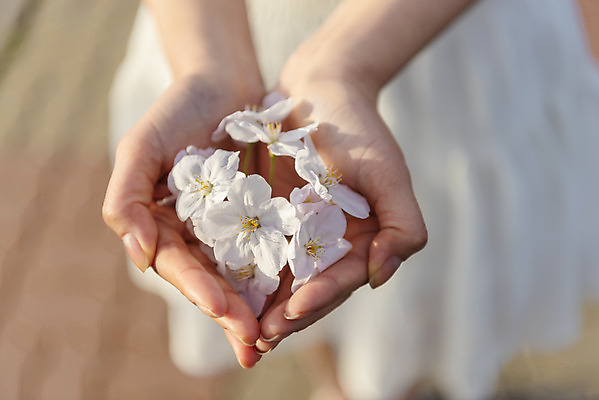 포토 JPG 주간 우먼라이프 손 여자 꽃잎 행복 여행 한명 서기 미소 들기 근접촬영 20대 성인 야외 아웃포커스 신체부위 제주도 맑음 봄 한국인 양손 벚꽃 즐거움 국내여행 벚꽃축제 제주도여행 성인여자한명만 국내포토 자연요소 1 라이프스타일 계절 꽃 감정 뷰포인트 모션 날씨 한국 촬영기법 표정 사람 동양인 청년 축제 꽃축제 여자한명만 성인여자만 파일형식