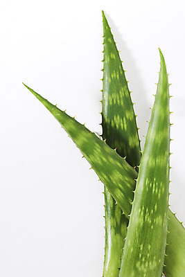 포토 JPG 스튜디오촬영 실내 사람없음 하이앵글 건강관리 신선 세개 가시 오브젝트 흰배경 유기농 날카로움 다육식물 알로에 플랫레이 사포나리아 국내포토 식물 웰빙 뷰포인트 백그라운드 건강 관리 3 내부 흰색 플랫 파일형식