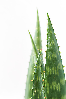 포토 JPG 스튜디오촬영 실내 근접촬영 사람없음 하이앵글 건강관리 여러개 신선 가시 오브젝트 흰배경 유기농 날카로움 다육식물 알로에 플랫레이 사포나리아 국내포토 식물 웰빙 뷰포인트 다수 백그라운드 건강 관리 내부 흰색 플랫 파일형식