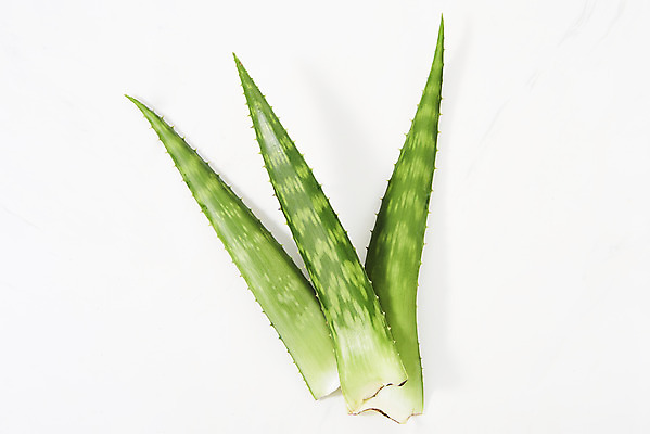 포토 JPG 스튜디오촬영 실내 사람없음 하이앵글 건강관리 신선 세개 가시 오브젝트 흰배경 유기농 날카로움 다육식물 알로에 플랫레이 사포나리아 국내포토 식물 웰빙 뷰포인트 백그라운드 건강 관리 3 내부 흰색 플랫 파일형식