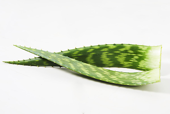 포토 JPG 스튜디오촬영 실내 사람없음 건강관리 두개 신선 가시 오브젝트 흰배경 유기농 날카로움 다육식물 알로에 사포나리아 국내포토 식물 웰빙 백그라운드 2 건강 관리 내부 흰색 파일형식