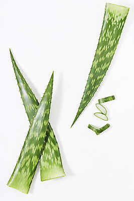 포토 JPG 스튜디오촬영 단면 실내 사람없음 하이앵글 건강관리 여러개 신선 가시 오브젝트 흰배경 유기농 날카로움 다육식물 알로에 플랫레이 사포나리아 국내포토 식물 웰빙 뷰포인트 다수 백그라운드 건강 관리 내부 흰색 플랫 파일형식