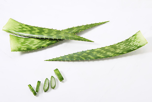 포토 JPG 스튜디오촬영 단면 실내 사람없음 건강관리 여러개 신선 가시 오브젝트 흰배경 유기농 날카로움 다육식물 알로에 사포나리아 국내포토 식물 웰빙 다수 백그라운드 건강 관리 내부 흰색 파일형식