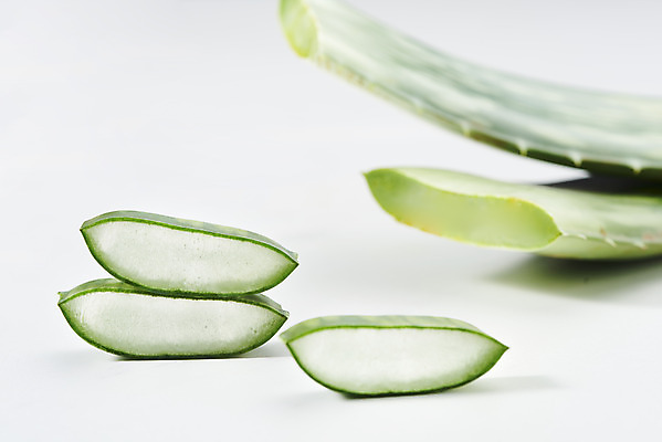 포토 JPG 스튜디오촬영 단면 실내 사람없음 건강관리 여러개 신선 가시 오브젝트 흰배경 유기농 다육식물 알로에 사포나리아 국내포토 식물 웰빙 다수 백그라운드 건강 관리 내부 흰색 파일형식