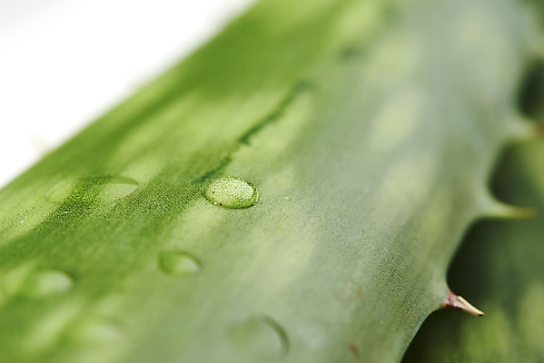 포토 JPG 스튜디오촬영 실내 근접촬영 사람없음 건강관리 여러개 물방울 신선 가시 오브젝트 흰배경 유기농 날카로움 다육식물 알로에 사포나리아 국내포토 식물 웰빙 뷰포인트 다수 백그라운드 건강 관리 내부 흰색 파일형식