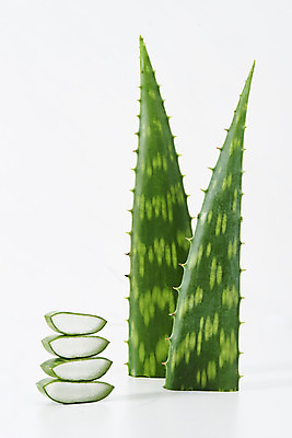 포토 JPG 스튜디오촬영 단면 실내 사람없음 건강관리 여러개 신선 가시 오브젝트 흰배경 유기농 날카로움 다육식물 알로에 사포나리아 국내포토 식물 웰빙 다수 백그라운드 건강 관리 내부 흰색 파일형식