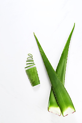 포토 JPG 스튜디오촬영 단면 실내 사람없음 하이앵글 건강관리 여러개 신선 가시 오브젝트 흰배경 유기농 날카로움 다육식물 알로에 플랫레이 사포나리아 국내포토 식물 웰빙 뷰포인트 다수 백그라운드 건강 관리 내부 흰색 플랫 파일형식