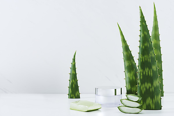 포토 JPG 스튜디오촬영 단면 실내 사람없음 건강관리 여러개 화장품 신선 가시 오브젝트 흰배경 유기농 날카로움 다육식물 알로에 사포나리아 알로에젤 국내포토 식물 웰빙 다수 백그라운드 건강 관리 내부 뷰티 흰색 젤 파일형식