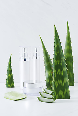 포토 JPG 스튜디오촬영 단면 실내 사람없음 건강관리 여러개 화장품 신선 가시 오브젝트 흰배경 유기농 날카로움 다육식물 알로에 사포나리아 알로에젤 국내포토 식물 웰빙 다수 백그라운드 건강 관리 내부 뷰티 흰색 젤 파일형식