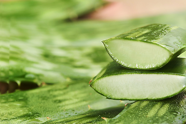 포토 JPG 스튜디오촬영 단면 실내 근접촬영 사람없음 아웃포커스 건강관리 여러개 신선 오브젝트 유기농 다육식물 알로에 사포나리아 국내포토 식물 웰빙 뷰포인트 다수 촬영기법 건강 관리 내부 파일형식