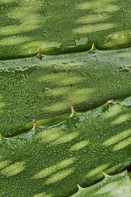 포토 JPG 스튜디오촬영 실내 근접촬영 사람없음 건강관리 여러개 물방울 신선 가시 오브젝트 유기농 날카로움 다육식물 알로에 사포나리아 국내포토 식물 웰빙 뷰포인트 다수 건강 관리 내부 파일형식