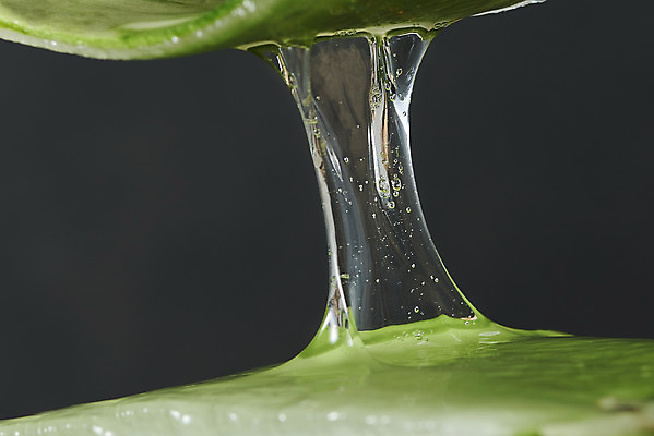 포토 JPG 스튜디오촬영 검은배경 단면 실내 근접촬영 사람없음 건강관리 두개 신선 오브젝트 유기농 다육식물 알로에 사포나리아 끈적임 국내포토 식물 웰빙 뷰포인트 백그라운드 2 건강 관리 내부 검은색 파일형식