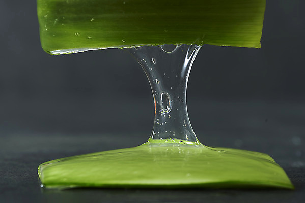 포토 JPG 스튜디오촬영 검은배경 단면 실내 근접촬영 사람없음 건강관리 두개 신선 오브젝트 유기농 다육식물 알로에 사포나리아 끈적임 국내포토 식물 웰빙 뷰포인트 백그라운드 2 건강 관리 내부 검은색 파일형식