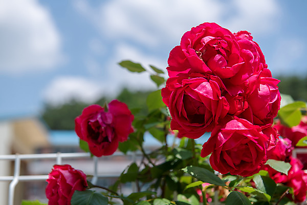 포토 JPG 주간 여행 풍경 사람없음 야외 여름 관광지 장미 국내여행 명승지 제천 국내포토 자연요소 계절 꽃 충청북도 파일형식