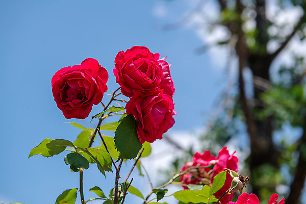 포토 JPG 주간 여행 풍경 사람없음 야외 여름 관광지 장미 국내여행 명승지 제천 국내포토 자연요소 계절 꽃 충청북도 파일형식