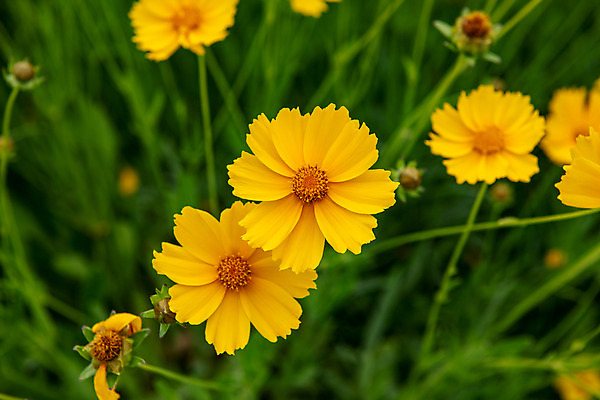 포토 JPG 주간 여행 풍경 사람없음 야외 여름 관광지 국내여행 금계국 명승지 제천 국내포토 자연요소 계절 꽃 충청북도 파일형식