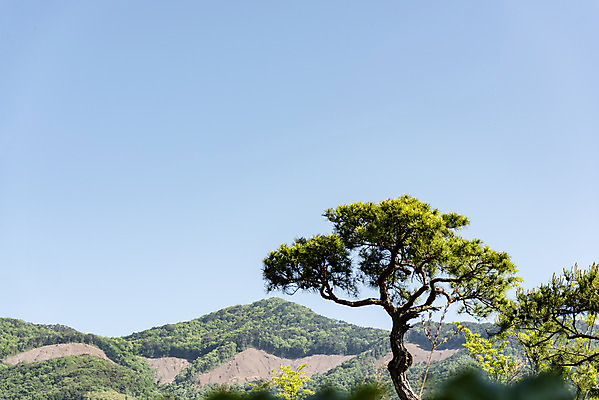 포토 JPG 주간 여행 하늘 풍경 사람없음 야외 여름 관광지 소나무 국내여행 단양 명승지 온달산성 석축산성 국내포토 자연요소 나무 계절 충청북도 산성 파일형식