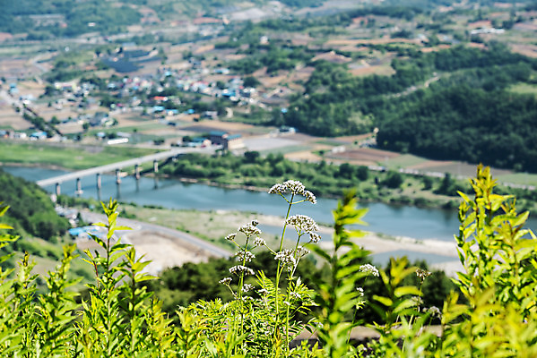 포토 JPG 주간 꽃 여행 풍경 사람없음 야외 여름 관광지 국내여행 남한강 단양 명승지 온달산성 석축산성 국내포토 자연요소 식물 계절 강 충청북도 산성 파일형식