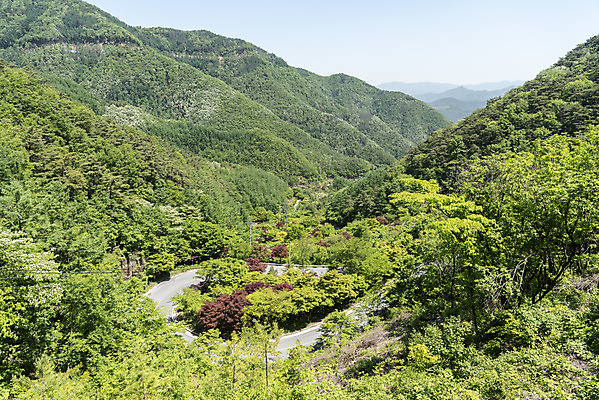 포토 JPG 주간 나무 길 여행 산 풍경 사람없음 야외 여름 관광지 국내여행 단양 명승지 보발재 국내포토 자연요소 식물 계절 충청북도 파일형식