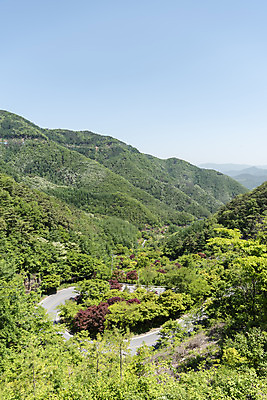 포토 JPG 주간 나무 길 여행 산 풍경 사람없음 야외 여름 관광지 국내여행 단양 명승지 보발재 국내포토 자연요소 식물 계절 충청북도 파일형식
