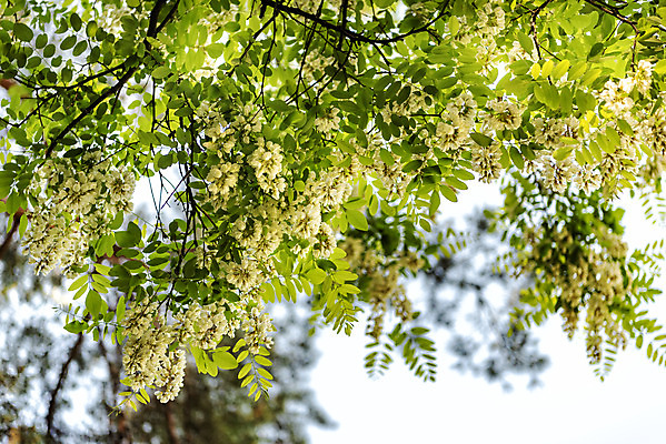 포토 JPG 주간 여행 풍경 사람없음 야외 여름 관광지 아카시아 국내여행 명승지 의림지 제천 국내포토 자연요소 나무 계절 저수지 충청북도 파일형식 제천10경