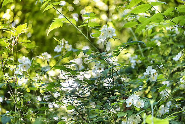 포토 JPG 주간 꽃 여행 풍경 사람없음 야외 여름 관광지 국내여행 명승지 의림지 제천 고광나무 국내포토 자연요소 식물 계절 저수지 충청북도 파일형식 제천10경