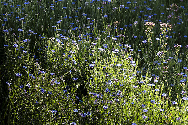 포토 JPG 주간 꽃 여행 풍경 사람없음 야외 여름 관광지 국내여행 명승지 수레국화 의림지 제천 국내포토 자연요소 식물 계절 저수지 충청북도 파일형식 제천10경