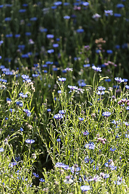 포토 JPG 주간 꽃 여행 풍경 사람없음 야외 여름 관광지 국내여행 명승지 수레국화 의림지 제천 국내포토 자연요소 식물 계절 저수지 충청북도 파일형식 제천10경