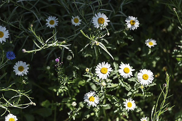 포토 JPG 주간 꽃 여행 풍경 사람없음 야외 여름 관광지 구절초 국내여행 명승지 의림지 제천 국내포토 자연요소 식물 계절 저수지 충청북도 파일형식 제천10경
