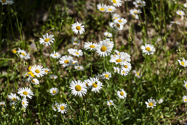 포토 JPG 주간 꽃 여행 풍경 사람없음 야외 여름 관광지 구절초 국내여행 명승지 의림지 제천 국내포토 자연요소 식물 계절 저수지 충청북도 파일형식 제천10경