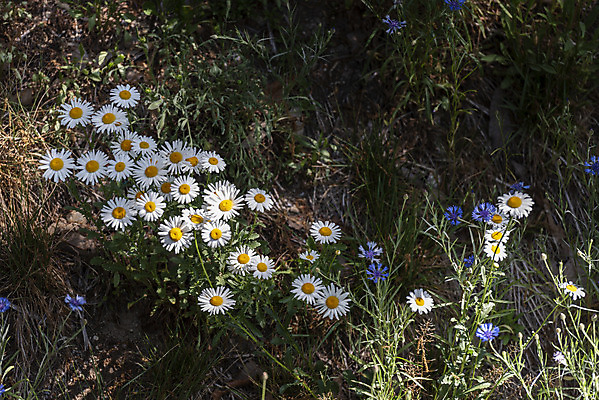 포토 JPG 주간 꽃 여행 풍경 사람없음 야외 여름 관광지 구절초 국내여행 명승지 의림지 제천 국내포토 자연요소 식물 계절 저수지 충청북도 파일형식 제천10경