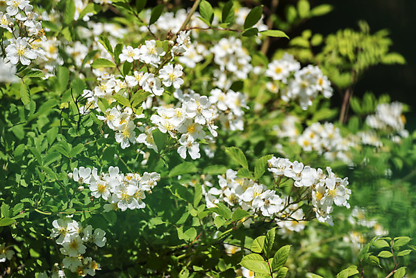 포토 JPG 주간 꽃 여행 풍경 사람없음 야외 여름 관광지 국내여행 명승지 의림지 제천 찔레꽃 국내포토 자연요소 식물 계절 저수지 충청북도 파일형식 제천10경
