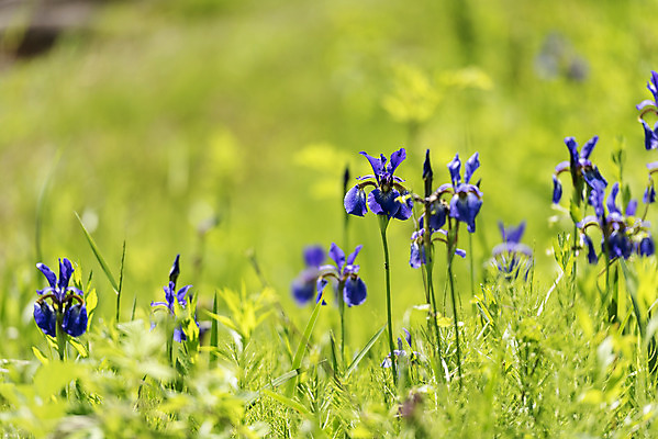 포토 JPG 주간 꽃 여행 풍경 사람없음 야외 아웃포커스 여름 관광지 붓꽃 국내여행 명승지 의림지 제천 국내포토 자연요소 식물 계절 촬영기법 저수지 충청북도 파일형식 제천10경