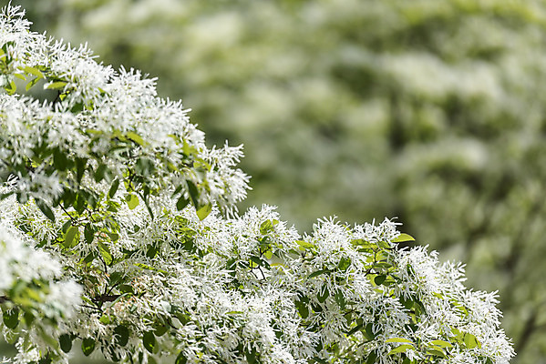 포토 JPG 주간 여행 풍경 사람없음 야외 아웃포커스 여름 관광지 국내여행 명승지 의림지 이팝꽃 이팝나무 제천 국내포토 자연요소 나무 계절 꽃 촬영기법 저수지 충청북도 파일형식 제천10경