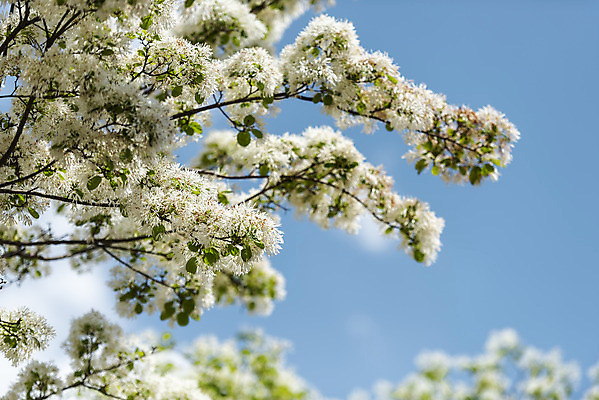 포토 JPG 주간 로우앵글 여행 풍경 사람없음 야외 여름 관광지 국내여행 명승지 의림지 이팝나무 제천 국내포토 자연요소 나무 계절 뷰포인트 저수지 충청북도 파일형식 제천10경