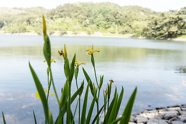 포토 JPG 주간 꽃 여행 풍경 사람없음 야외 여름 관광지 국내여행 명승지 의림지 제천 창포꽃 국내포토 자연요소 식물 계절 저수지 충청북도 파일형식 제천10경