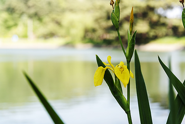 포토 JPG 주간 꽃 여행 풍경 사람없음 야외 아웃포커스 여름 관광지 국내여행 명승지 의림지 제천 창포꽃 국내포토 자연요소 식물 계절 촬영기법 저수지 충청북도 파일형식 제천10경
