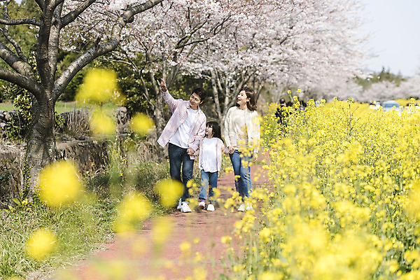 포토 JPG 주간 전신 응시 여자 남자 딸 행복 어린이 가족 엄마 가족여행 미소 성인 야외 앞모습 세명 30대 제주도 걷기 손잡기 맑음 화목 봄 한국인 벚꽃 가리킴 가족라이프 아빠 핵가족 즐거움 유채 봄여행 정석항공장 국내포토 자연요소 라이프스타일 시선 계절 꽃 감정 길 뷰포인트 여행 컨셉 관계 모션 날씨 한국 표정 사람 동양인 손짓 장년 파일형식