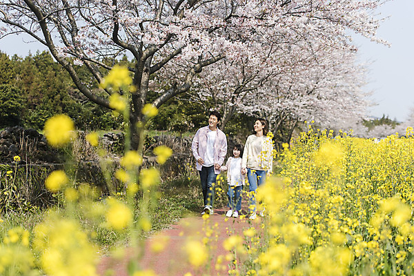 포토 JPG 주간 전신 응시 여자 남자 딸 행복 어린이 가족 엄마 가족여행 미소 성인 야외 앞모습 세명 30대 제주도 걷기 손잡기 맑음 화목 봄 한국인 벚꽃 가족라이프 아빠 핵가족 즐거움 유채 봄여행 정석항공장 국내포토 자연요소 라이프스타일 시선 계절 꽃 감정 길 뷰포인트 여행 컨셉 관계 모션 날씨 한국 표정 사람 동양인 장년 파일형식
