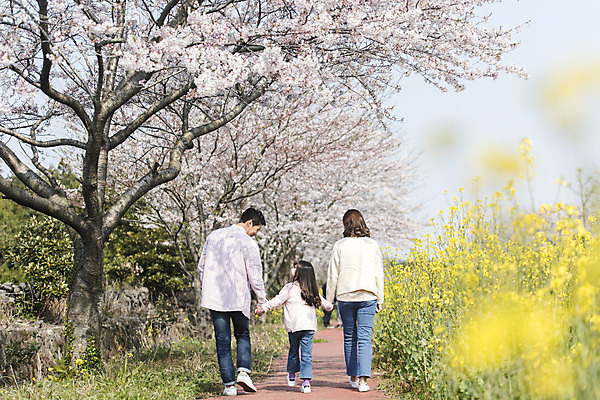 포토 JPG 주간 전신 여자 남자 딸 행복 어린이 가족 엄마 가족여행 성인 야외 뒷모습 세명 30대 제주도 걷기 손잡기 맑음 화목 봄 한국인 벚꽃 가족라이프 아빠 핵가족 즐거움 유채 봄여행 정석항공장 국내포토 자연요소 라이프스타일 계절 꽃 감정 길 뷰포인트 여행 컨셉 관계 모션 날씨 한국 사람 동양인 장년 파일형식
