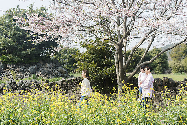 포토 JPG 주간 여자 남자 딸 행복 어린이 가족 안기 엄마 가족여행 서기 미소 상반신 성인 야외 옆모습 세명 30대 제주도 걷기 맑음 화목 봄 한국인 벚꽃 가족라이프 아빠 핵가족 즐거움 유채 봄여행 정석항공장 국내포토 자연요소 라이프스타일 계절 꽃 감정 길 뷰포인트 여행 컨셉 관계 모션 날씨 한국 표정 사람 동양인 장년 파일형식
