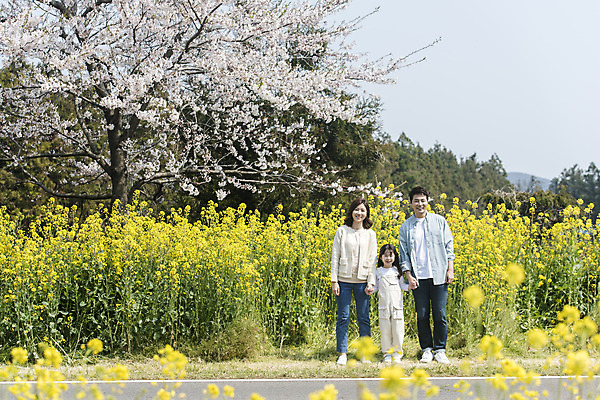 포토 JPG 주간 전신 여자 남자 딸 행복 어린이 가족 엄마 가족여행 서기 미소 성인 야외 앞모습 세명 30대 제주도 손잡기 맑음 화목 봄 한국인 벚꽃 가족라이프 아빠 핵가족 즐거움 유채 봄여행 정석항공장 국내포토 자연요소 라이프스타일 계절 꽃 감정 길 뷰포인트 여행 컨셉 관계 모션 날씨 한국 표정 사람 동양인 장년 파일형식
